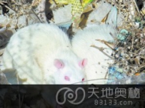 大庆市垃圾堆发现大量巨型变异白鼠（图）