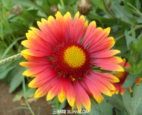 勋章菊的功效与作用