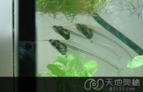 神奇的透明鱼 黄河发现透明鱼
