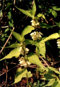 中草药大全―野芝麻