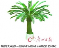 广州植物园一级保护植物被人挖回家炒菜