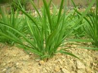 冬至韭菜栽培技术管理要点