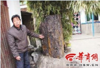 陕西发现亿年“树化石” 布满“虫孔”