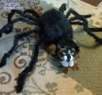 有了这个就显得更加生猛了