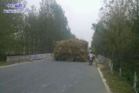 是这条路太窄了么