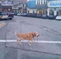 糟糕，又把主人溜丢了