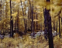 世界最大的森林