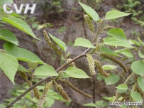 中草药大全―构树