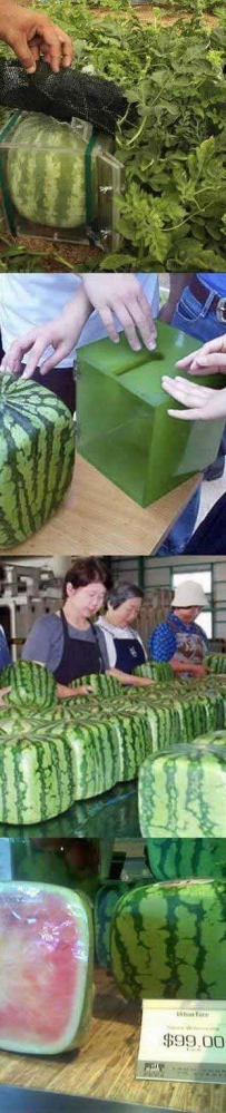 方西瓜的培养