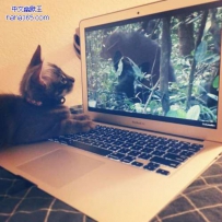 你家猫咪这么爱看电视吗