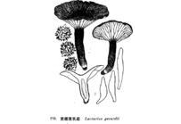 中草药大全―黑乳菇
