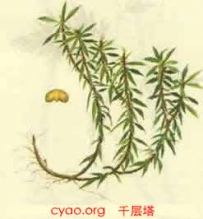 中草药大全―千层塔