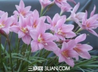 韭莲的功效与作用