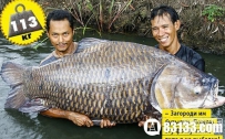 世界之最：鲤鱼王重达113公斤！