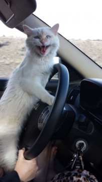 不要打扰我开车