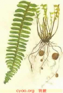 中草药大全―肾蕨