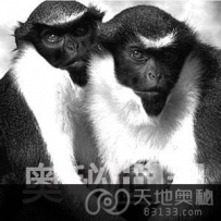 科学家发现哺乳动物也存在道德感（图）