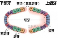 拔智齿能瘦脸吗