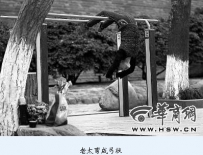 西安七旬老太买完菜 双脚勾双杠弯成弓状
