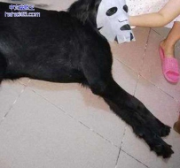 你家狗狗见不得人吗