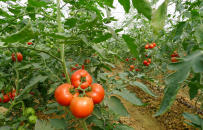秋延迟番茄高产栽培要点