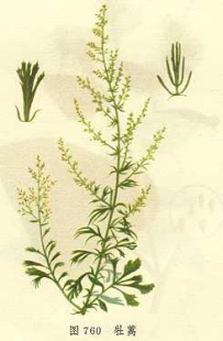 中草药大全―牡蒿