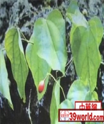 中草药大全―腥藤