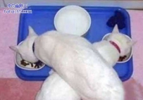 饭还是别人碗里的香啊。