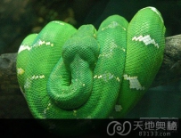 盘点：世界十大最美色彩斑斓的蛇