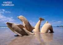 被'石化'的海豚