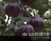 以色列培育出黑色的哥特风格杂交西红柿（图）