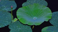 手机屏幕疏油层有什么用？