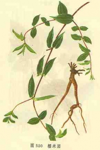 中草药大全―糯米团