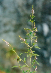 中草药大全―小鱼仙草