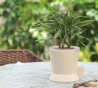 8招植物巧摆设