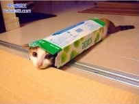 盒子控猫咪（13张）