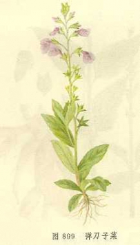 中草药大全―弹刀子菜