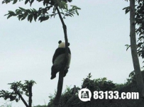 史上最寂寞熊猫 仰望天空的熊猫
