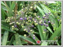 中草药大全―山菅兰