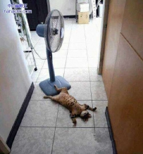 你真给猫族丢脸