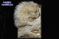 3D纸张动物雕塑（7张）