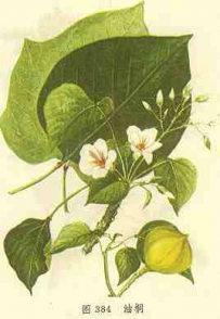中草药大全―油桐