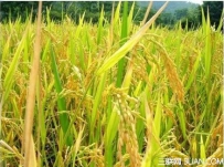 处暑节气农事注意事项