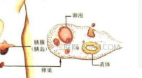排卵期出血如何治疗