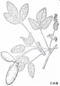 中草药大全―八月炸