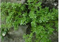中草药大全―透明草