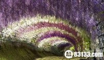 世界真实存在的震撼奇观：绿色火车隧道