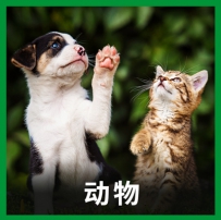 音效素材 - 动物