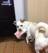 哼！不给我肉吃我自己去买！