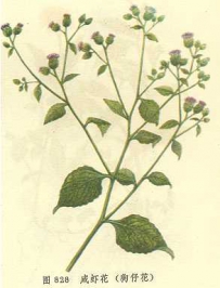 中草药大全―狗仔花